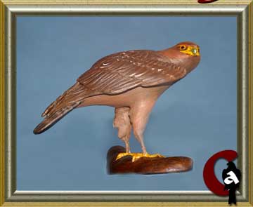 Golden eagle - Aquila chrysaetos